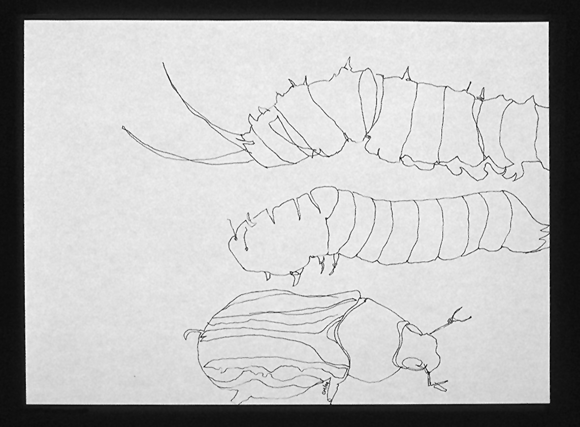 t varios insectos